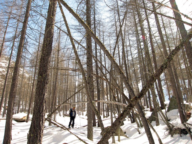 Sometimes we will encounter some exciting forrest skiing. Photo Christian Türk.