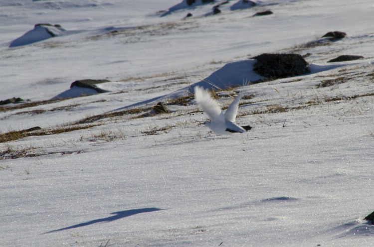 Ptarmigan flying by the Äphar mountains. Photo: Magnus Strand