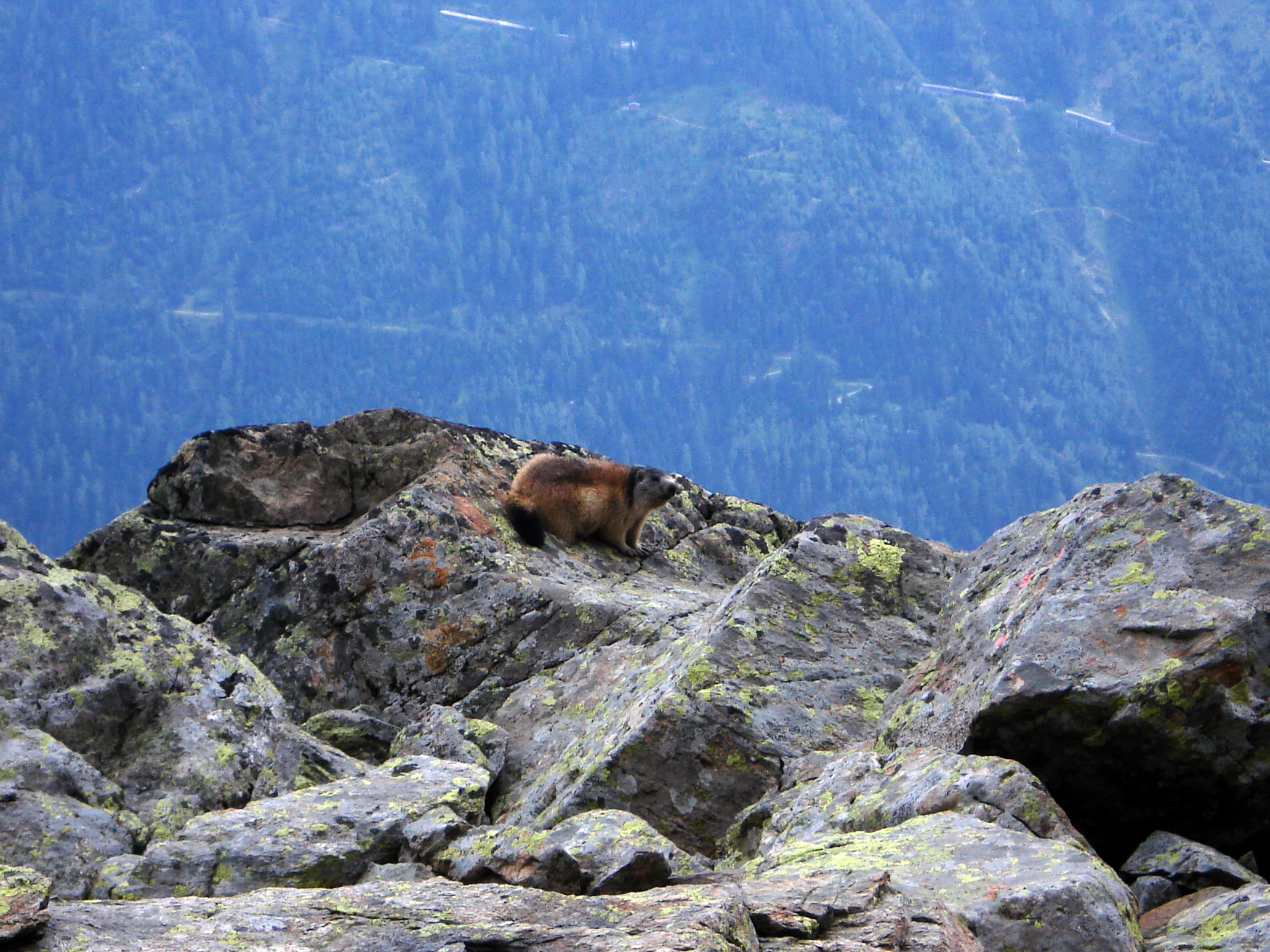 En Marmot bland stenarna bakom Index, Flegere, ovanfr Chamonix.        Foto: Andreas Bengtsson