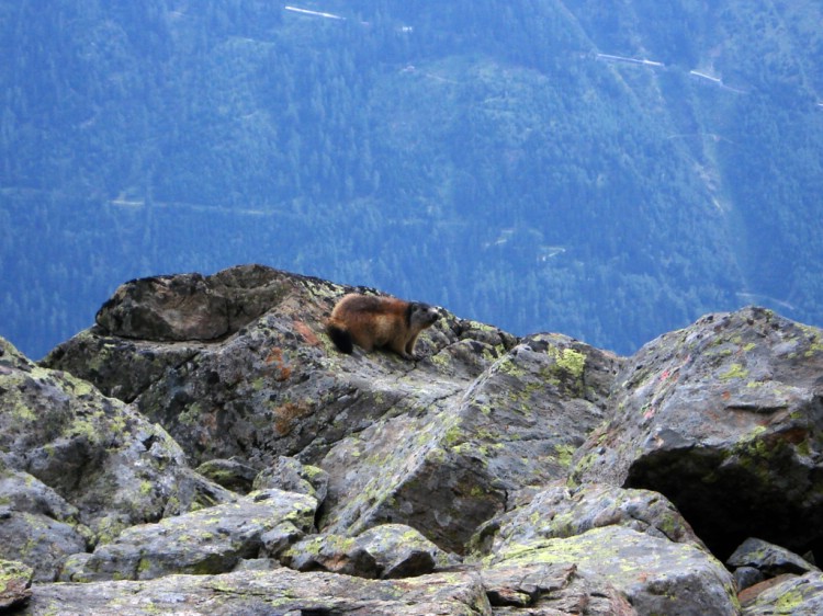 En Marmot bland stenarna bakom Index, Flegere, ovanför Chamonix.        Foto: Andreas Bengtsson