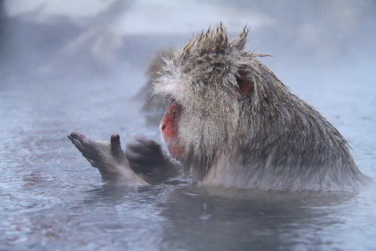 Vissa Onsen är för apor, andra för människor. Foto: Andreas Bengtsson