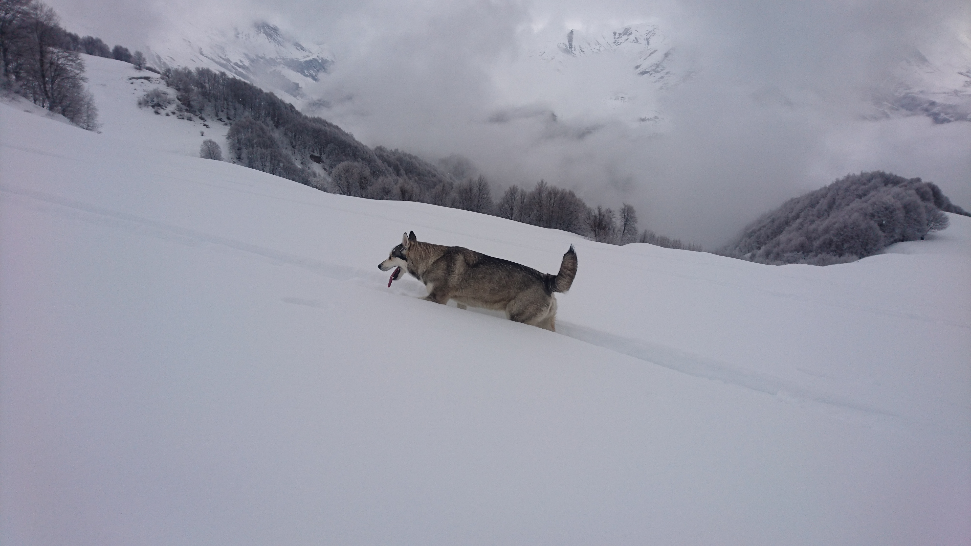 Denna hund blev vr kompis fr dagen och fljde oss upp p hela turen, 700 fallhjdsmeter. Foto: Andreas Bengtsson