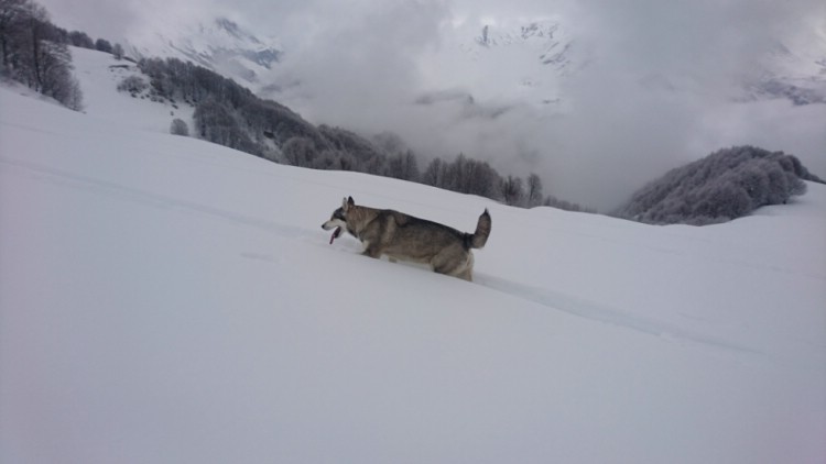 Denna hund blev vår kompis för dagen och följde oss upp på hela turen, 700 fallhöjdsmeter. Foto: Andreas Bengtsson