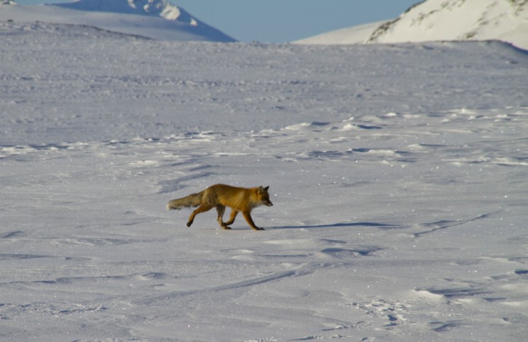 A curious fox pays a visit to the camp. 5th April 2010. Photo: Magnus Strand