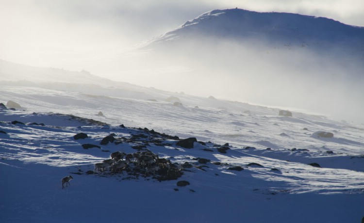 Reindeers.  9th April 2010. Photo: Magnus Strand