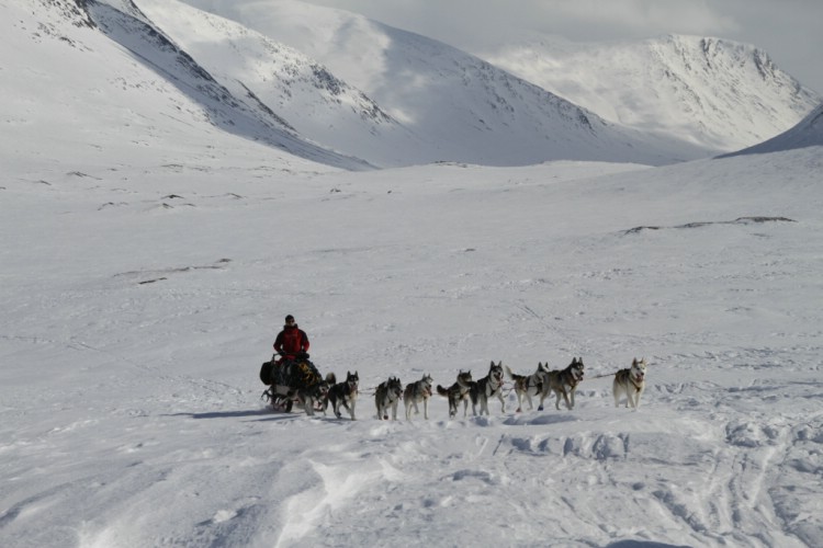 Konferens i vildmarken med hundspann